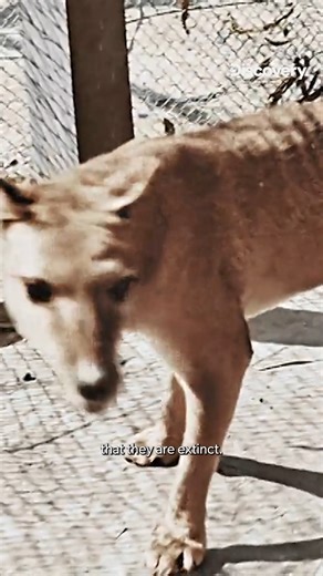 They said it was extinct. The cameras say otherwise. Is the Tasmanian Tiger back? 👀🐅 Hunt for the Truth - coming soon on Discovery. #DiscoveryChannelIn #DiscoveryChannelIndia #Discovery #HuntForTheTruth | Discovery Channel India