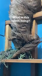 A sloth broke into this house to do something unusual. This behavior is called geophagia: two-fingered sloths eat dirt to obtain nutrients and minerals that are not available in leaves. Visit our Slothopedia to learn more! | The Sloth Conservation Foundation
