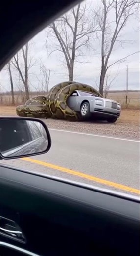 Man Captures Terrifying 😱 Real Phone Footage!! A snake crush the car