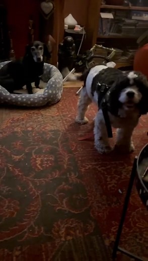 🌟👏🧡Magical MILO, since using his wheels his legs are becoming stronger. So lovely to see 🌟👏🧡🌟 | Winston's Wheels Charity 1191322