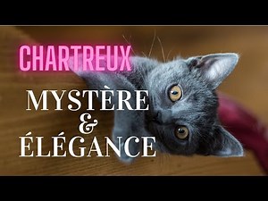 Le chartreux, un CHAT mystérieux et élégant.