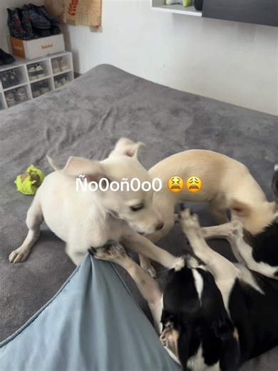 Ñoñoooooo Surprise: Mercy's Day Out