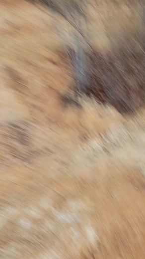 Exploring the Beauty of Mountain Horses on a Trail Ride