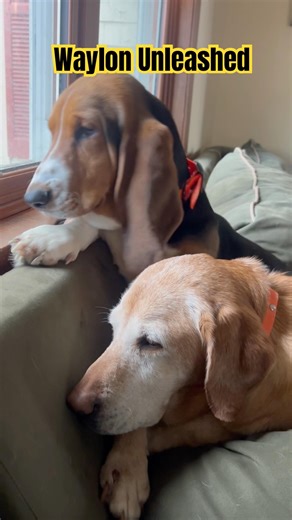 I stay busy all day long #bassethoundpuppy #funny #labradorretriever #shorts #labradorlovers