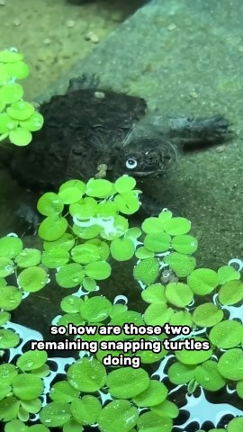 My Baby Snapping Turtles Are Growing!