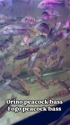 3.8K views · 31 reactions | The Fogo peacock bass is a striking...