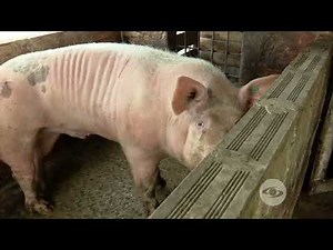 Before slaughtering pigs, keep this in mind | Today's Farm