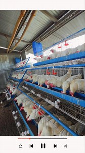 7.3K views · 115 reactions | Kalidad. Tibay. Pag-unlad.Iyan ang garantiya ng SMG Agri Trading!  Simulan na ang tagumpay sa poultry kasama kami. #EggProduction #paitloganbermonths #alagangsmg #poultrytips #NegosyongMayPuso #poultrynegosyo #eggmachine #agribusines | SMG Agri Trading | Facebook