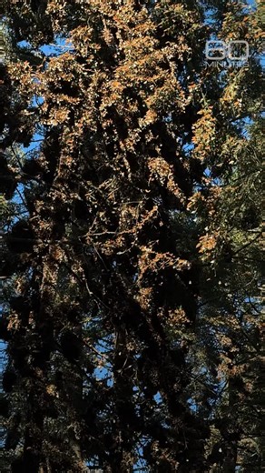 Monarch butterflies spend the winter in the remote mountains of Mexico before emerging and flying north to Canada and the northern United States. Scientists believe monarchs have made this journey for thousands of years, though their numbers have declined. Anderson Cooper reported on this remarkable and mysterious migration last year. He spoke with photographer Court Whelan, who has been photographing monarchs for more than 20 years. Whelan gives 60 Minutes an update on this year’s colony in Mex