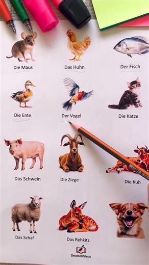 Animals Name in German 🇩🇪 and English 🇬🇧 Easy German For All Beginners 🇩🇪 I Love Germany 🇩🇪 Ich Liebe Deutsland 🇩🇪 ❤️ ❤️ ❤️ #deutsch #lernendeutsch #lernen #wortschatz #Tierliebe #Natur #Wildlife #Tiere #Vögel #Freedom #NatureLovers | Learn German 101
