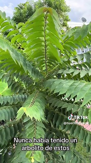Mi primer arbolito de grosellas - Descubre su cultivo y beneficios