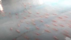Japanese theme park apologizes for freezing 5,000 fish in ice rink