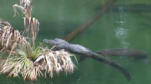 Manatees & Alligators can peacefully co-exist! Enjoy the following video and remember you can watch our live webcams at ManaTV.org! (During the summer months we're airing pre-recorded footage 24/7!) | Save the Manatee Club