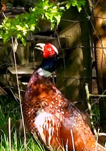 Spring Pheasant in its Natural Habitat