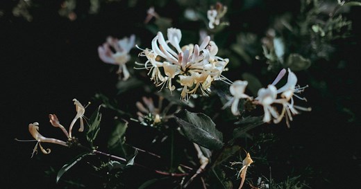 Chèvrefeuille : variétés, plantation, taille, entretien