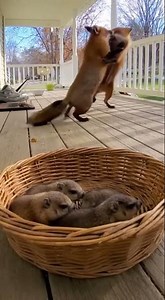 Groundhog vs Fox Rumble Forward：💥🦊