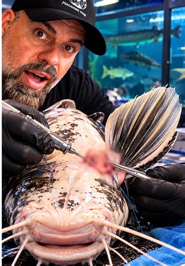 Saving this little guy's fin was intense! Drilling and stitching bone back into place. Definately the craziest thing we did to help a fish! #FishRescue #AquariumLife #aquarium #catfish #fishtok