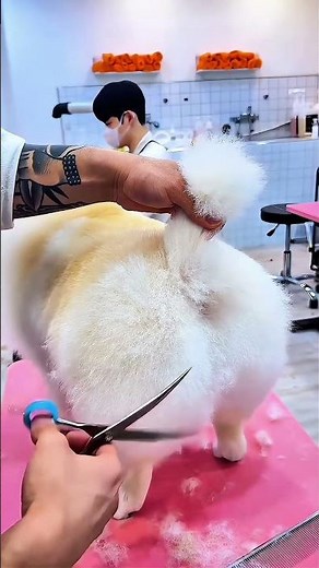 Teddy Bear Cut: Most Satisfying Pomeranian Grooming | Wonder Beauty