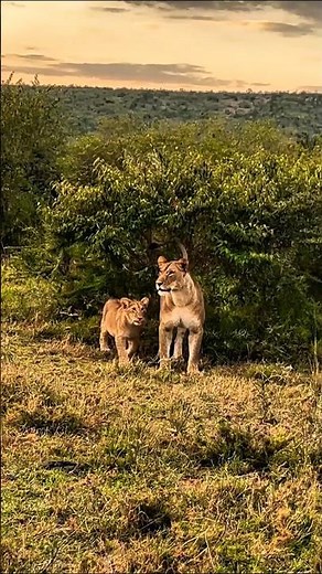 The Secret Life of Lions
