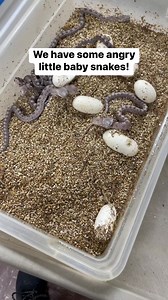 415K views · 2.2K reactions | Nothing cuter than tough little baby snakes! #snakes #babysnakes #hatching #cute #reptilelover #reels | Brian Barczyk | Facebook