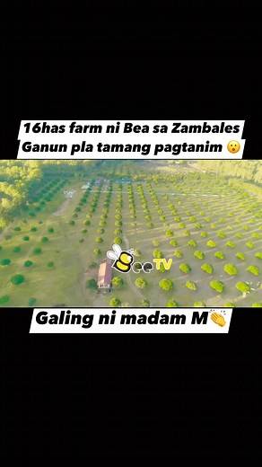 Ganun pla dapat.sa gusto mag farm ng mango,may idea na kayo galing kay madam M😉 #farmlife #mango #Amazing | Bee tv