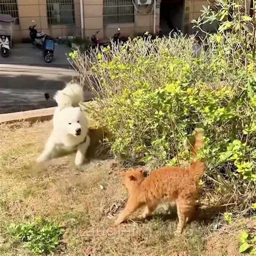 dogs vs cats😂😂#funnycat #catvideo #catfunny #cutecats #kucinglucu #laughingmeds