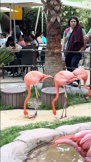 Flamingos Dancing With Fancy Footwork || ViralHog