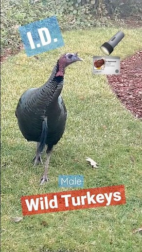 How to Identify Male Wild Turkeys