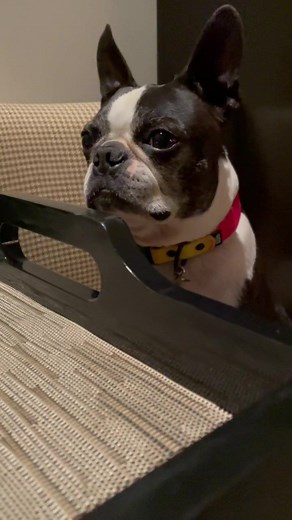 Pet-Friendly Luxury at XV Beacon Hotel in Boston