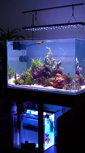 Exploring My 70g Macroalgae Tank Setup