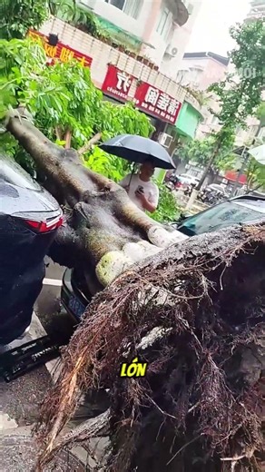 Weak root system causes tree to uproot and crush car on the street