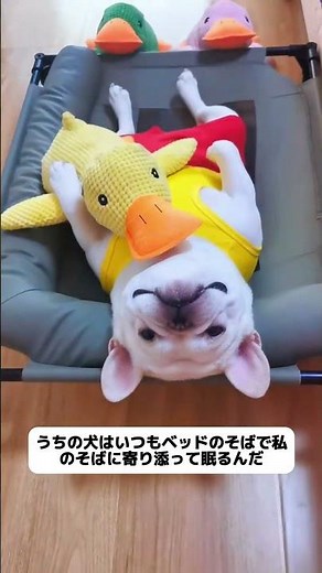 【猛暑対策】地面の熱をシャットアウト！roomert の「高床式レザーベッド」で愛犬に極上の涼しさを。❄️🐶✨#犬の暑さ対策 #熱中症対策 #犬用ベッド #夏バテ防止 #おしゃれな家 #PR