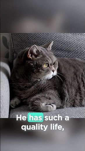 Nutritional Considerations for Healthy Cats and Feline Urinary Health | VetFolio Voice