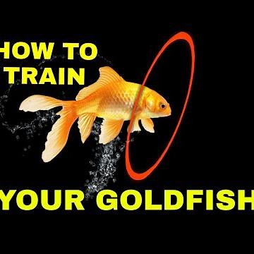 How to Train Your Goldfish in Few Easy Steps