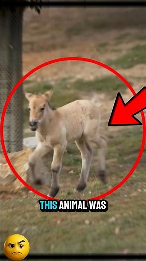 The Last True Wild Horse on Earth 🐎 | Przewalski’s Horse Comeback Story