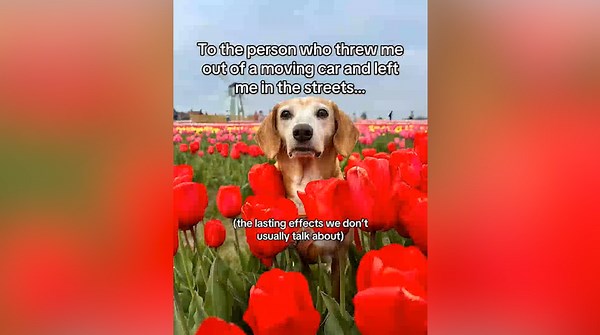 Rescue Dog Adopted And Living Best Life Still Traumatized By Past