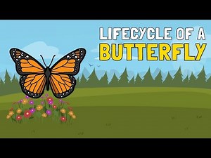"The Life Cycle of a Butterfly: The Metamorphosis of a Caterpillar into a Butterfly"
