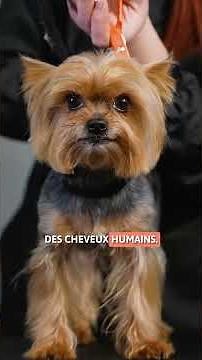 5 FUN FACTS about Yorkshire Terriers 👌🏼