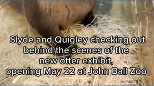 John Ball Zoo's otters check out part of new exhibit