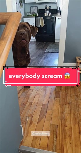 It’s less of a scream, and more of a “mom, please walk me.”