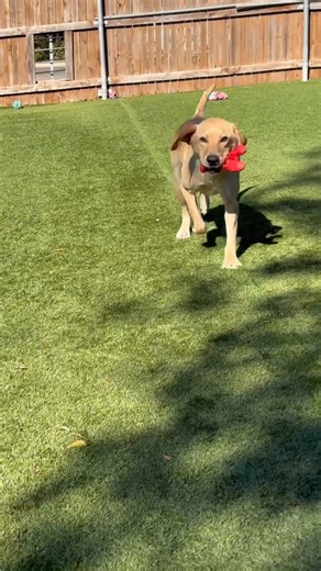 Another pup that likes the lobster!! Marty A Lab for Life | Sally Love