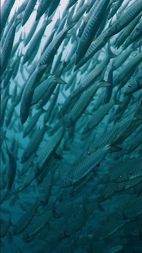 Underwater Sounds with Gentle Fish Movements | Relaxing Ocean Ambience