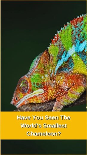 Incredibly Small! The World's Smallest Chameleon