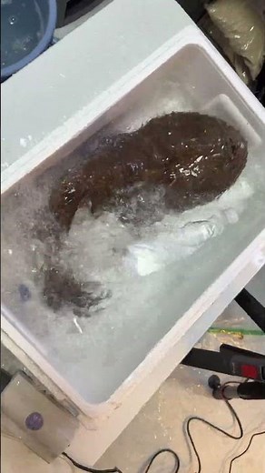 I'm going to try raising anglerfish!!!