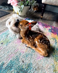 Someone's happy to make a new friend | Animal Lovers