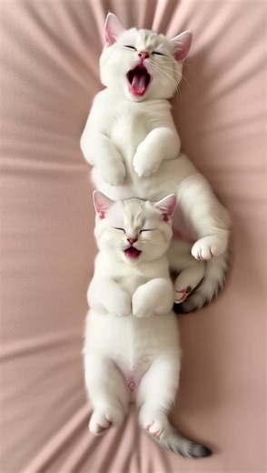 The Cutest Domino Effect You Will EVER See yawn gif 🥱