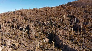 Big cactus on Incahuasi island, salt flat Salar de Uyuni, Altiplano, Bolivia. Aerial view