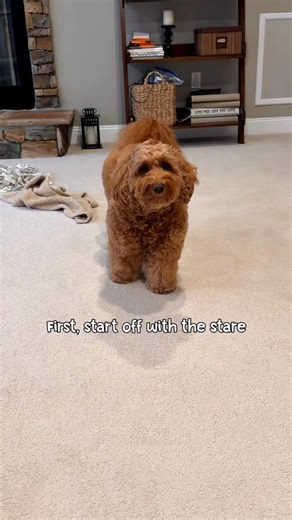 How to train your human to feed you sooner 😉 | Cockapoo Lovers