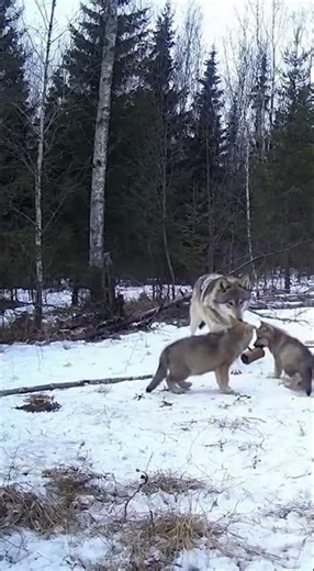 Wolf Cub Training: Full Contact and Hunting Practice