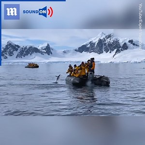 9.7M views · 190K reactions | This tiny penguin escaped a pod of killer whales!  | Daily Mail Video | Facebook